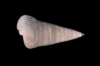 藏品(望遠鏡海蜷)的圖片